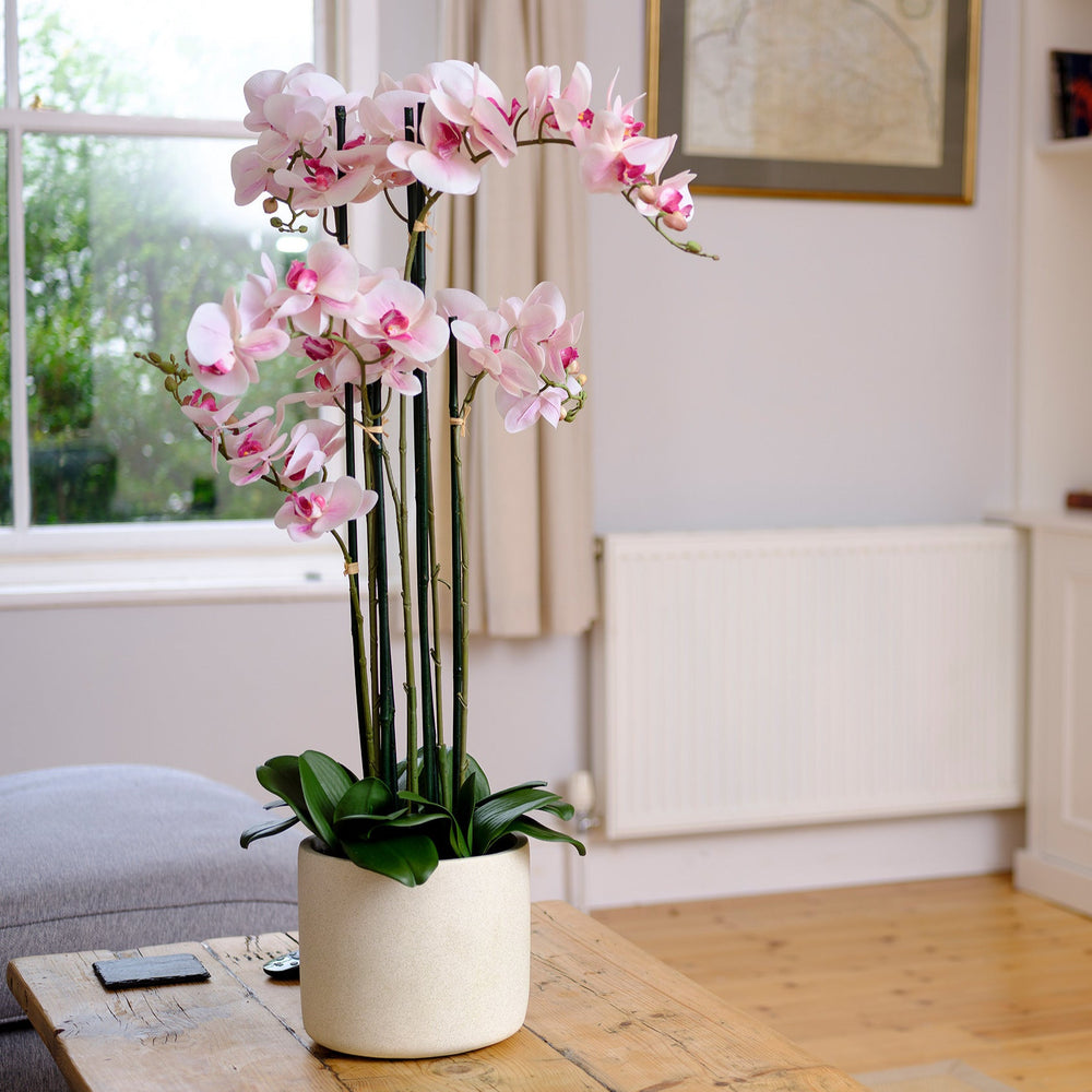 Pink orchid in a white pot on a wooden coffee table in a living room.