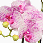 Phalaenopsis orchid
