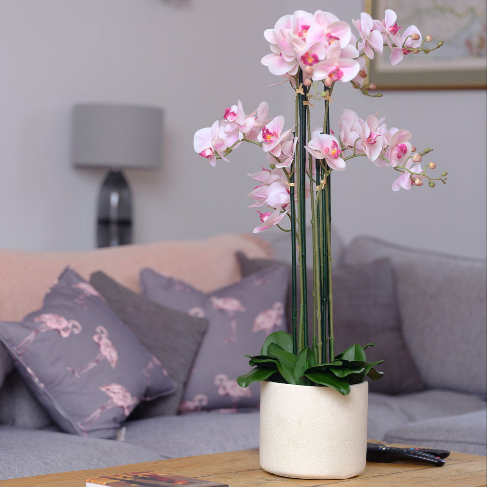 Pink orchid plant in a white pot on a wooden table with a blurred living room background