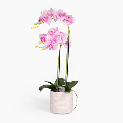Phalaenopsis orchid