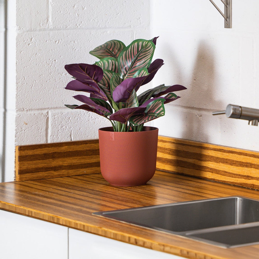 Potted plant on a wooden kitchen counter with a sink in the background