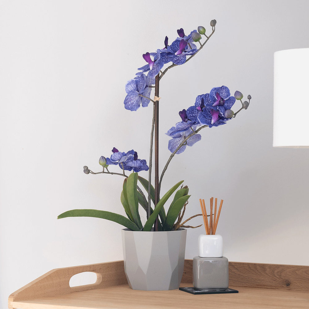 Blue orchid plant in a pot on a wooden tray with a white background