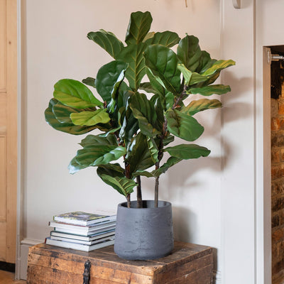 Potted plant on a wooden chest in a room with a brick wall and fireplace.