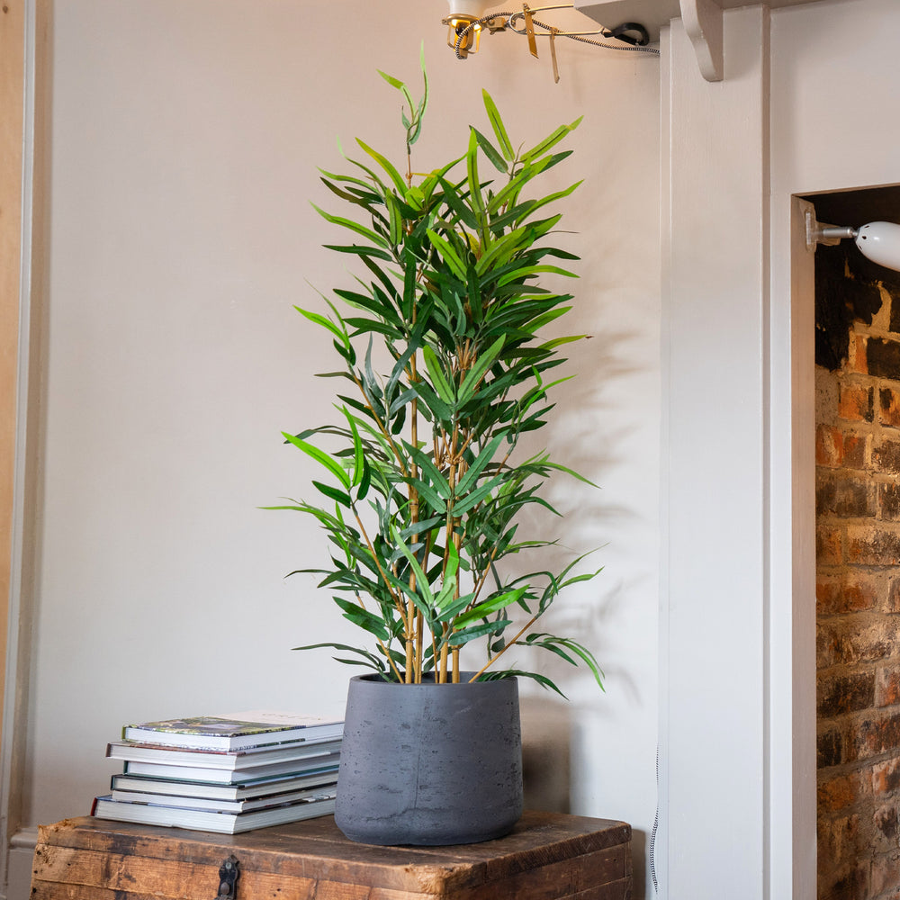 Potted plant on a wooden table with a neutral wall background