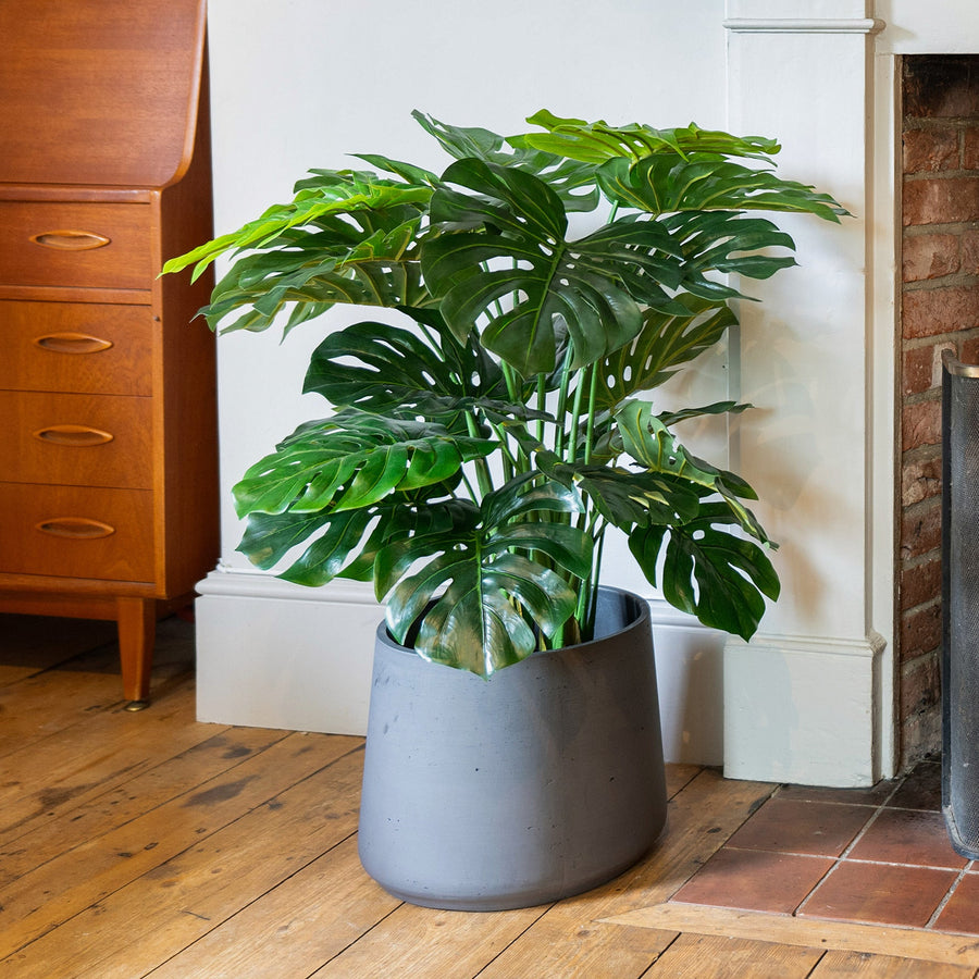 Potted plant in a room with wooden floor and fireplace