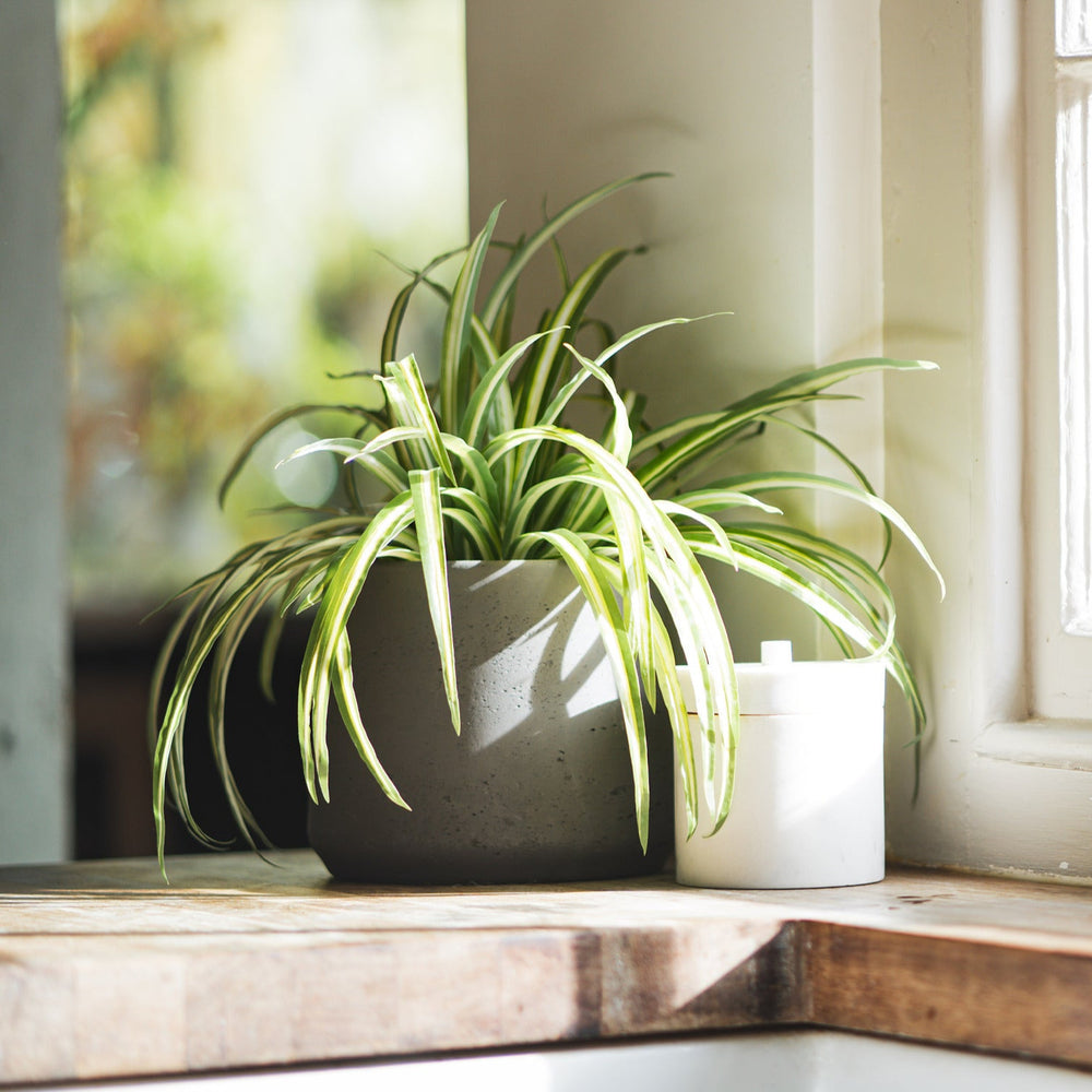 Potted plant on a windowsill with natural light