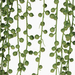 Close up of an artificial green hanging plant with lots of small green 'pearls' on a white background