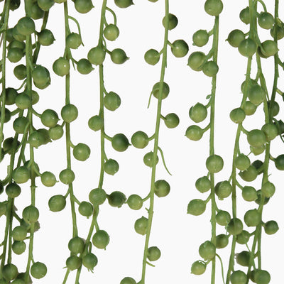 Close up of an artificial green hanging plant with lots of small green 'pearls' on a white background