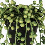 Potted plant with green spherical fruits on a white background