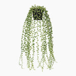 Hanging green plant with a white background