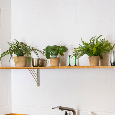 Shelf with potted plants and cups against a white tiled wall