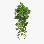 Trailing pothos