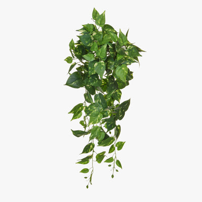 Trailing pothos pack