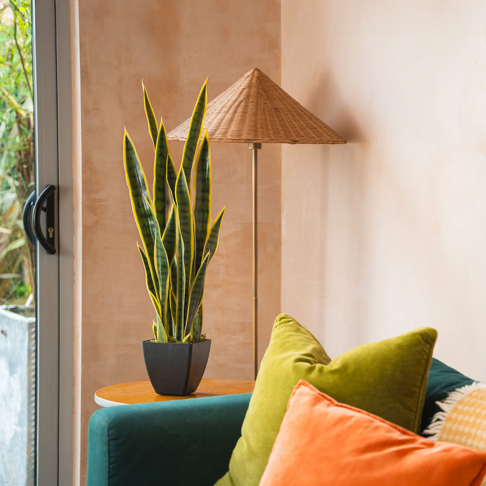 Sansevieria