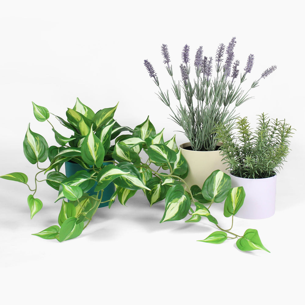 Three potted plants including a green vine, lavender, and rosemary on a white background