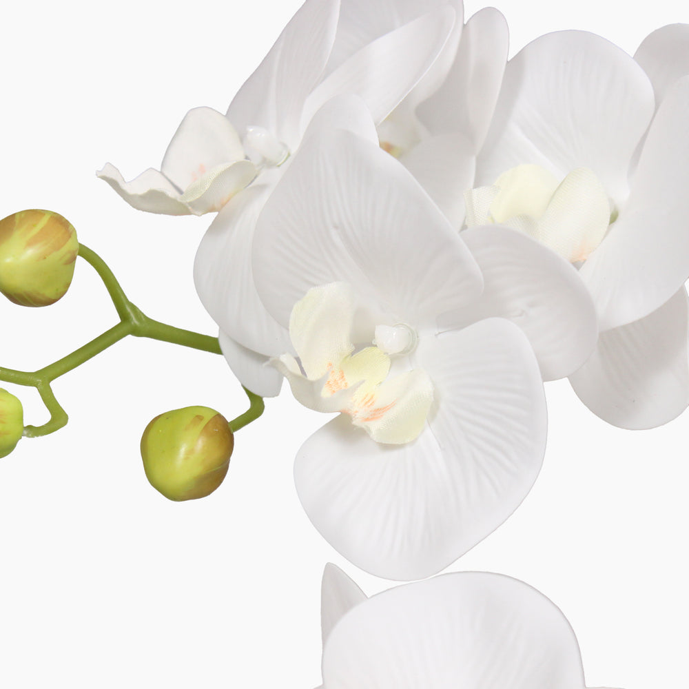 Phalaenopsis orchid