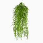 Green trailing fern plant on a white background