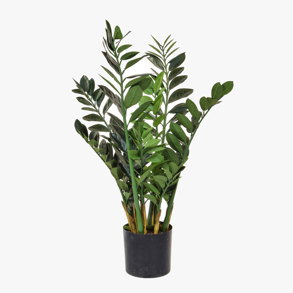 Potted plant with green leaves on a white background