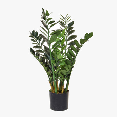 Potted plant with green leaves on a white background