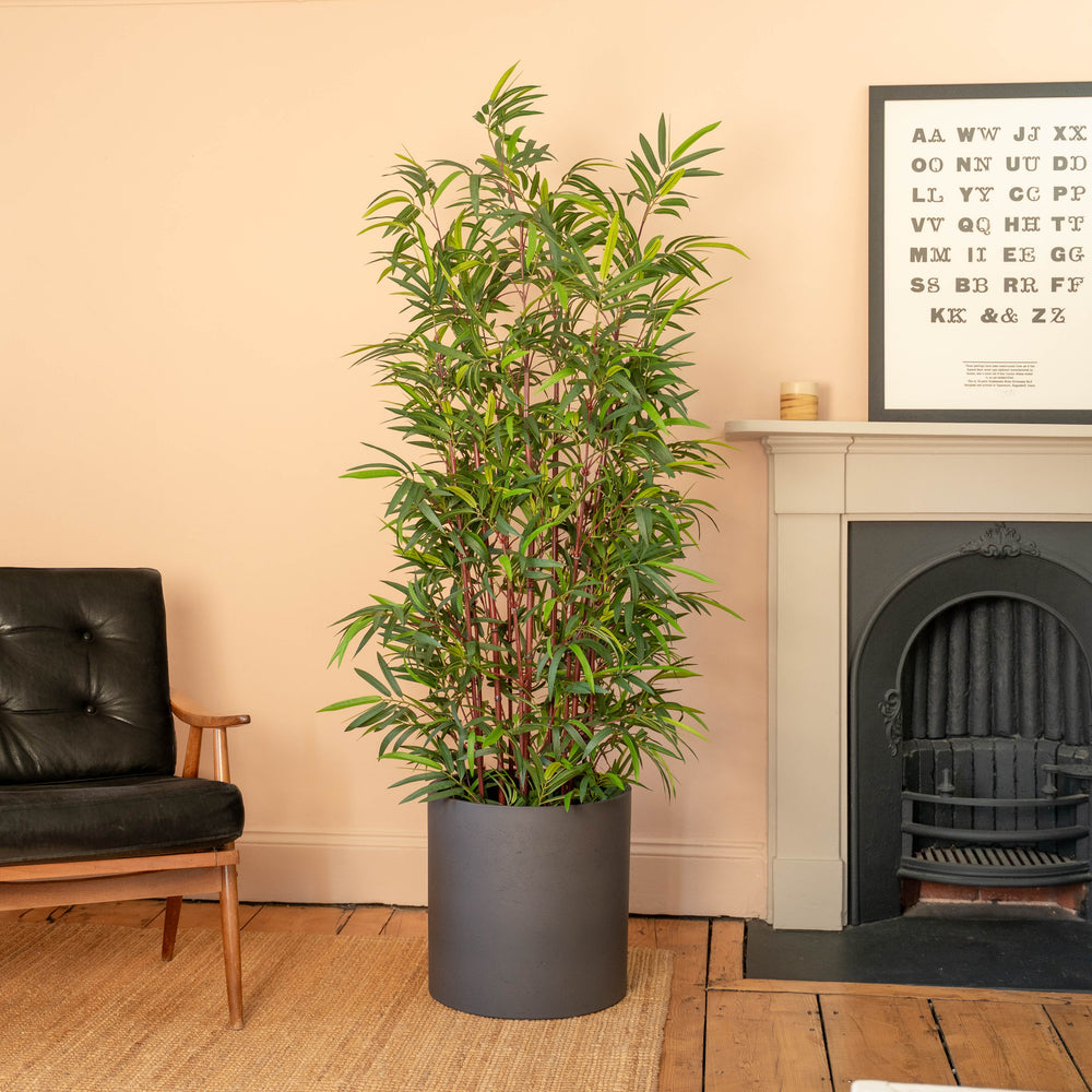 Asian wonder bamboo