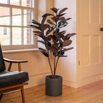 Black rubber plant