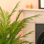 Chamaedorea palm