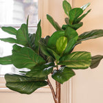 Fiddle leaf fig tree