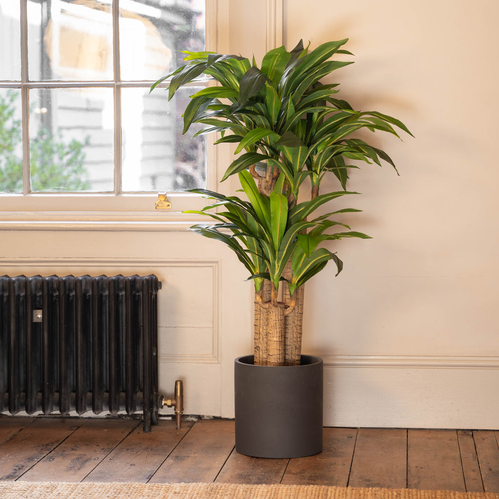 Potted plant in a room with a window and radiator