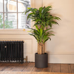 Potted plant in a room with a window and radiator