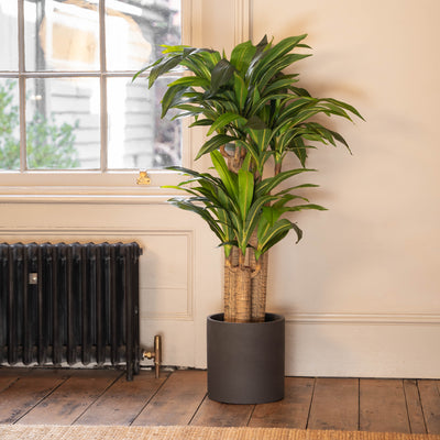 Potted plant in a room with a window and radiator