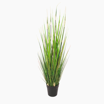 Potted plant with long green leaves on a white background
