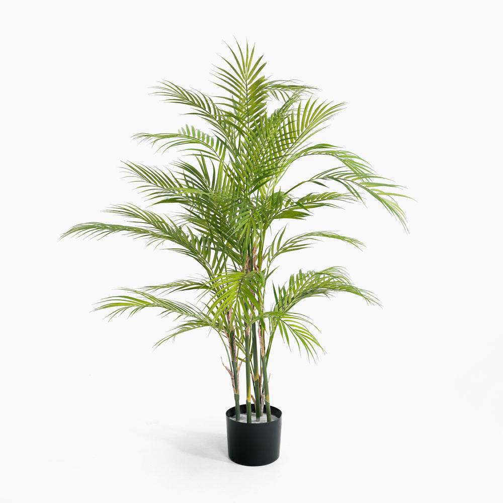 Potted palm plant on a white background