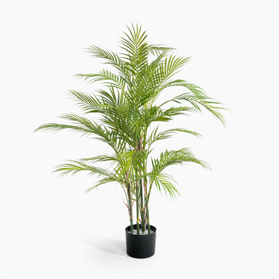 Potted palm plant on a white background