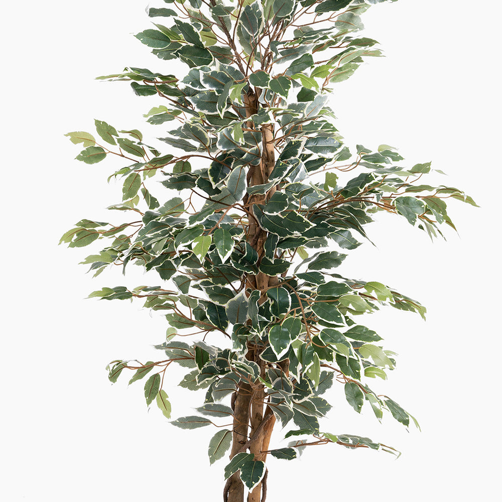 Artificial ficus tree with green leaves on a white background