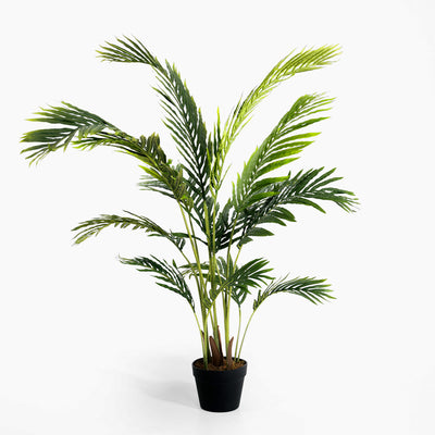 Potted palm plant on a white background
