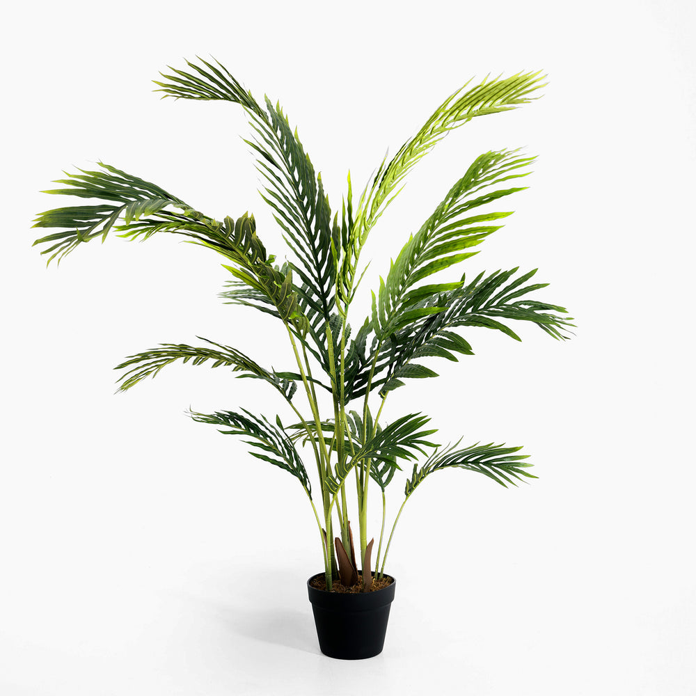 Potted palm plant on a white background