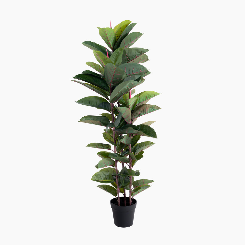 Potted plant with green leaves on a white background