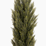Tall coniferous tree on a white background