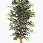 Artificial ficus tree with green leaves on a white background