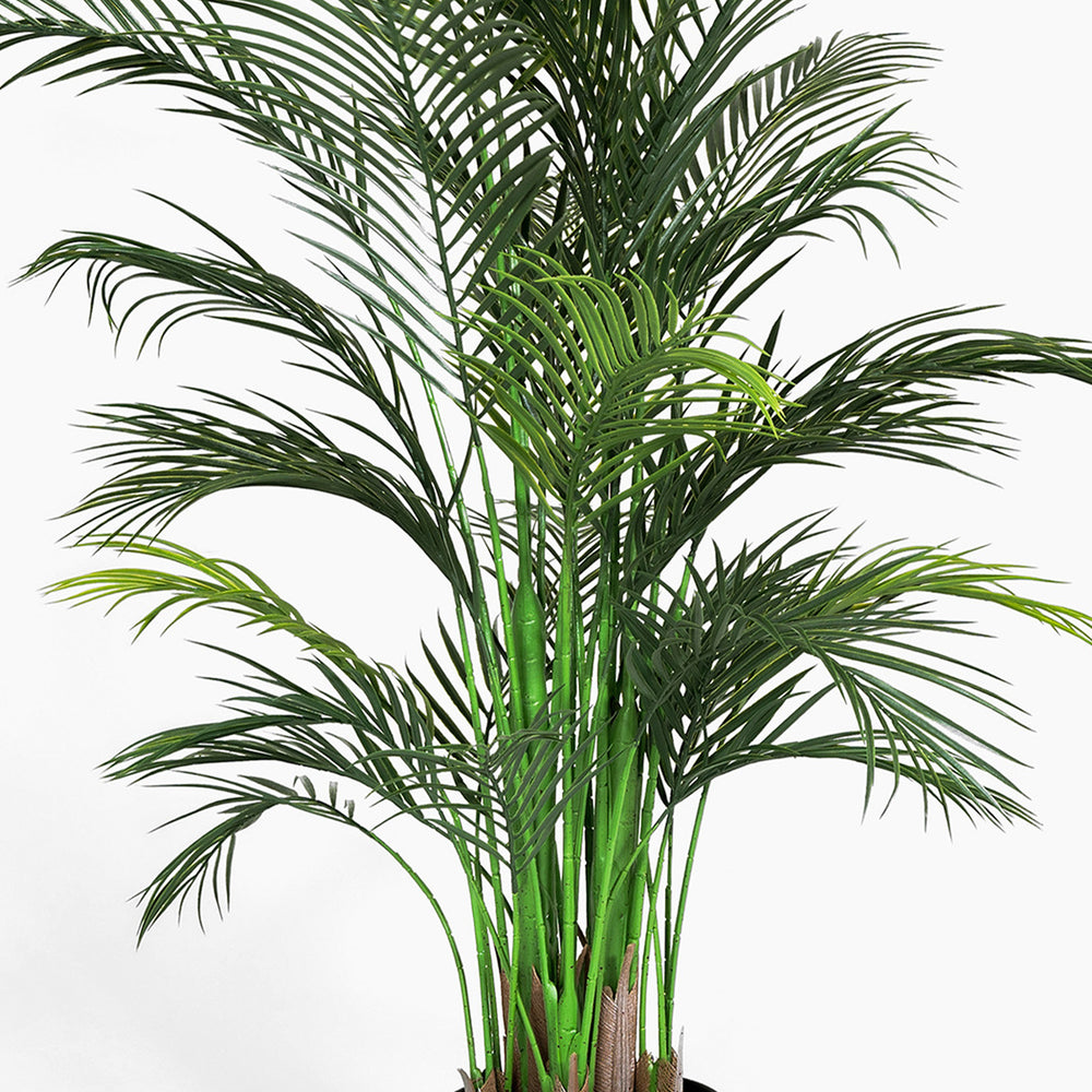 Potted palm plant on a white background