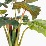 Colocasia