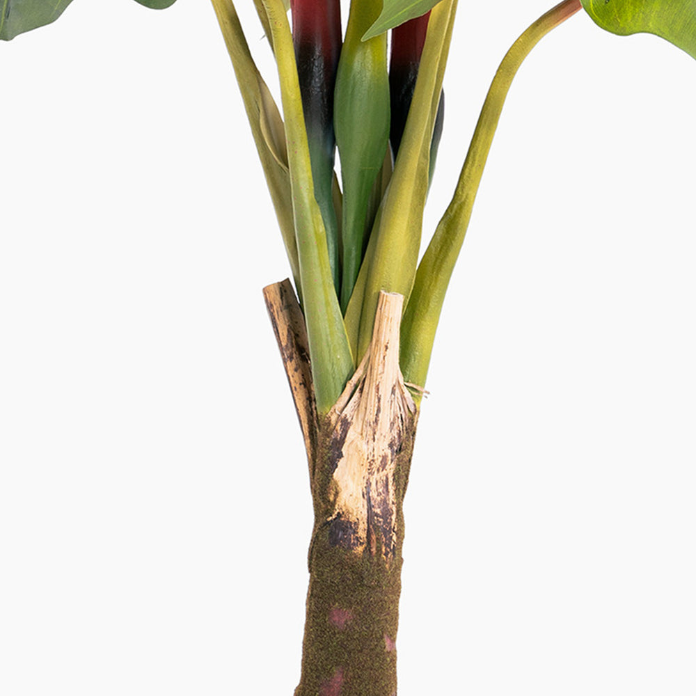 Colocasia