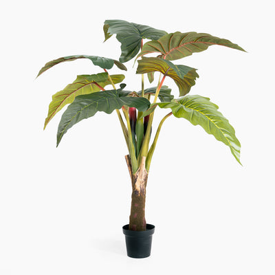 Colocasia