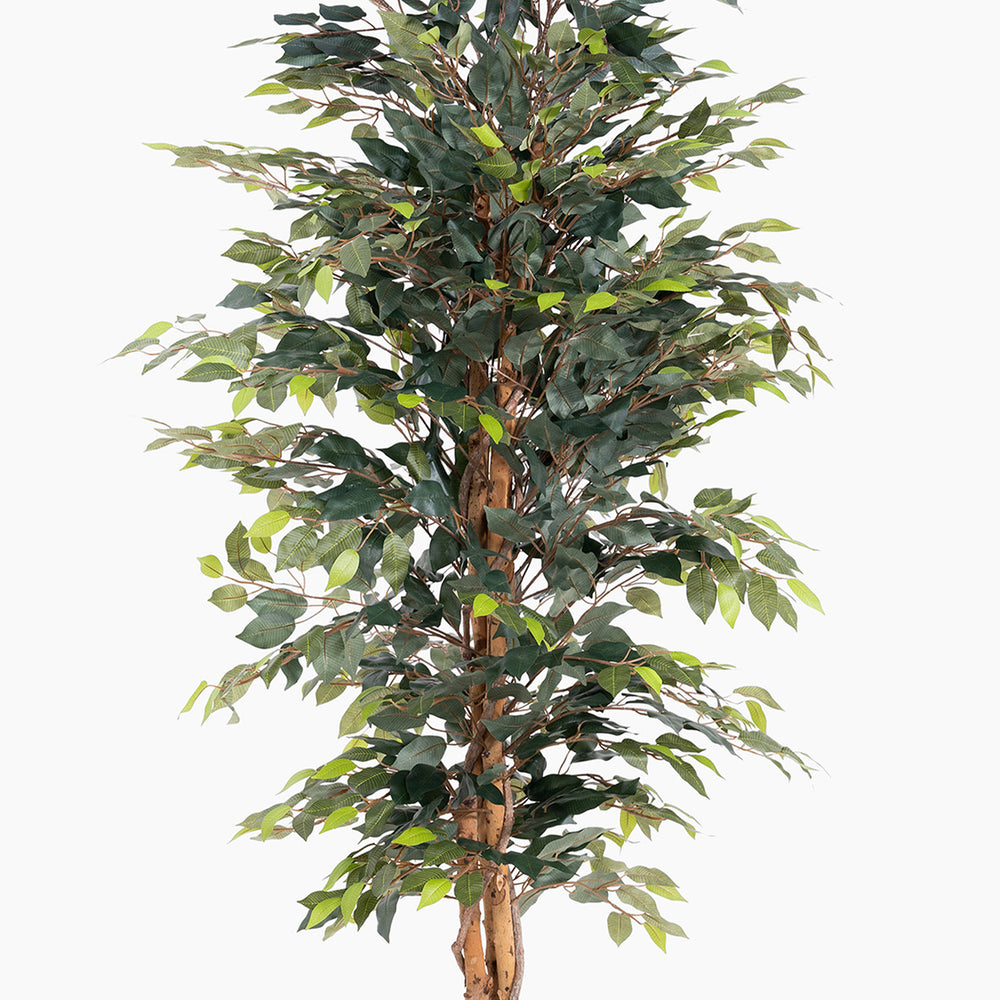 Artificial ficus tree with green leaves on a white background