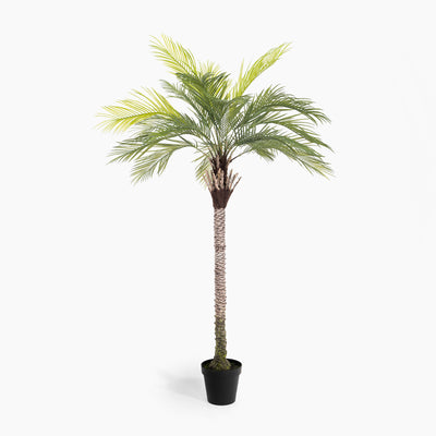 Potted palm tree on a white background