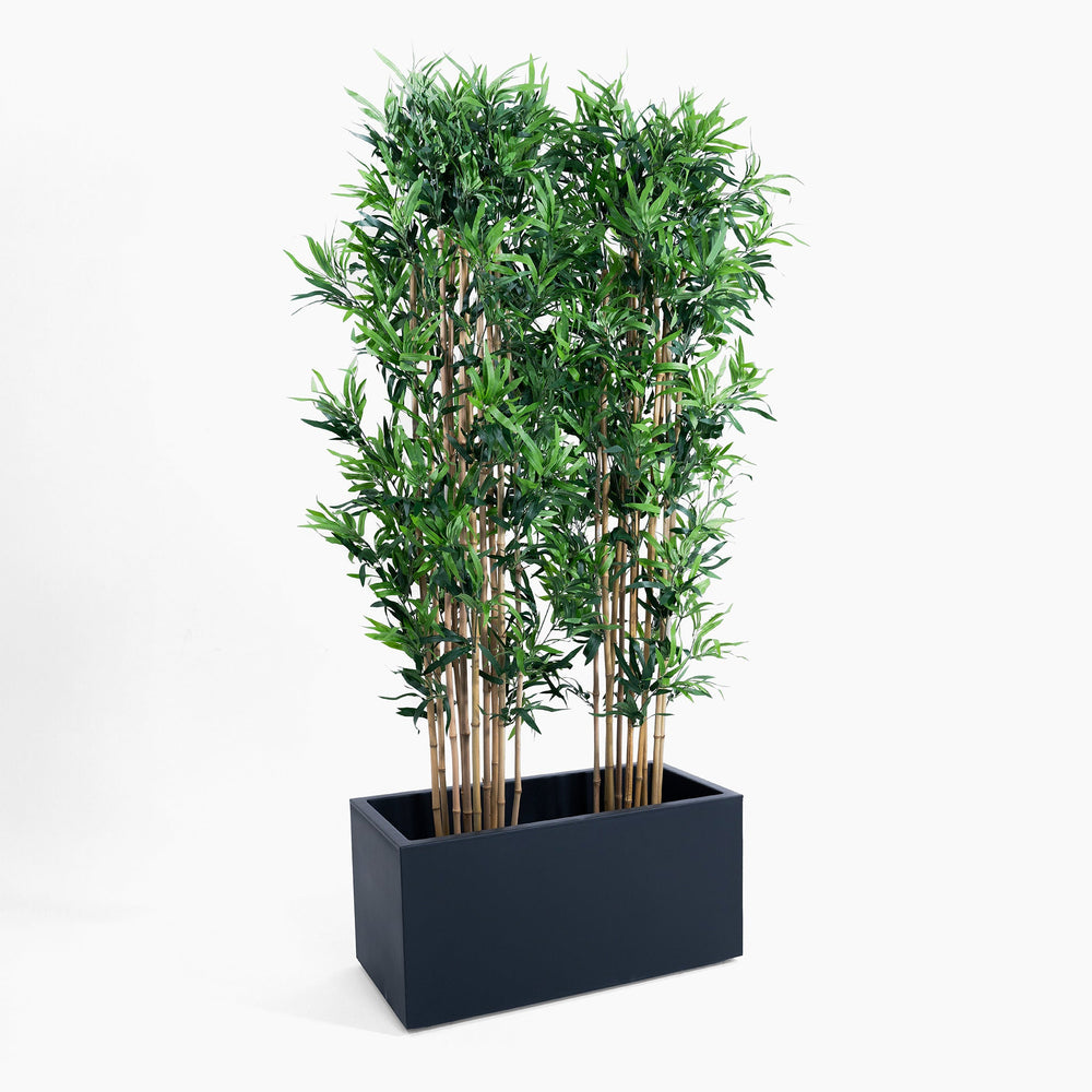 Potted plant with green leaves and brown stems in a black rectangular planter on a white background