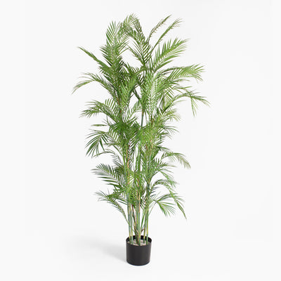 Potted green plant on a white background