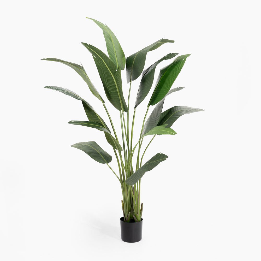 Potted plant with green leaves on a white background