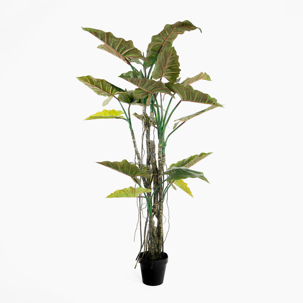 Potted plant with large green leaves on a white background