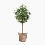 Potted tree with green leaves in a wicker basket on a white background